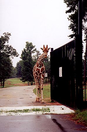 r1_04a_GiraffeAtGate.jpg