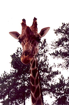 r1_06a_GiraffeCloseup.jpg