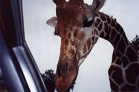 r1_08a_GiraffeInCar.jpg