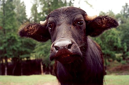 r1_09a_AsianWaterBuffalo.jpg