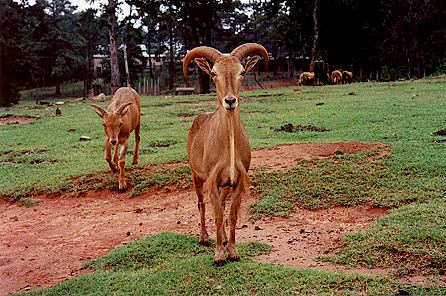 r1_11a_AfricanAoudad.jpg