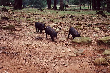 r1_12a_ThreeLittleVietnamesePotBelliedPigs.jpg