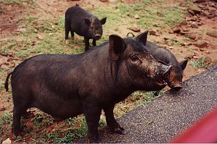 r1_13a_VietnamesePotBelliedPigs.jpg