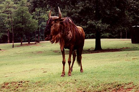 r1_14a_AfricanWildebeest.jpg