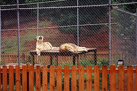 r1_16a_AfricanLions.jpg