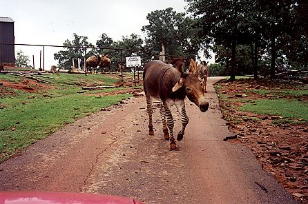 r1_20a_AfricanZedonk.jpg