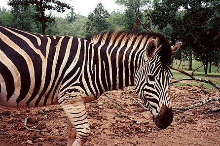 r1_21a_AfricanZebra.jpg