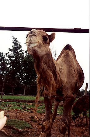 r1_22a_BactrianCamel.jpg