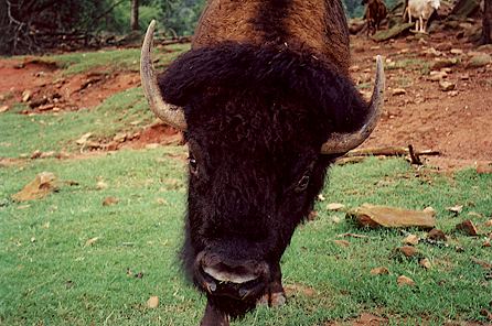 r1_24a_NorthAmericanBuffalo.jpg