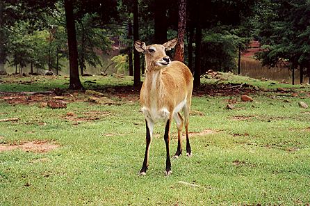 r2_02a_Deer.jpg