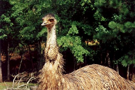 r2_09a_Ostrich.jpg