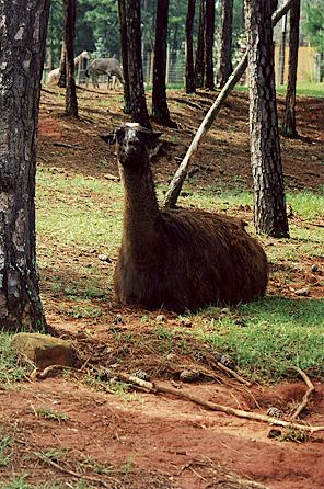 r2_11a_SouthAmericanLlama.jpg