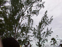 m2003-07Jamaica098C.jpg