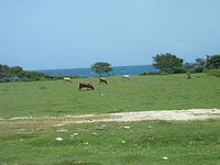 m2003-07Jamaica243F.jpg