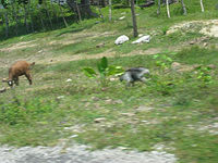 m2003-07Jamaica246F.jpg