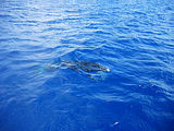 m2004-03-Honeymoon227.jpg